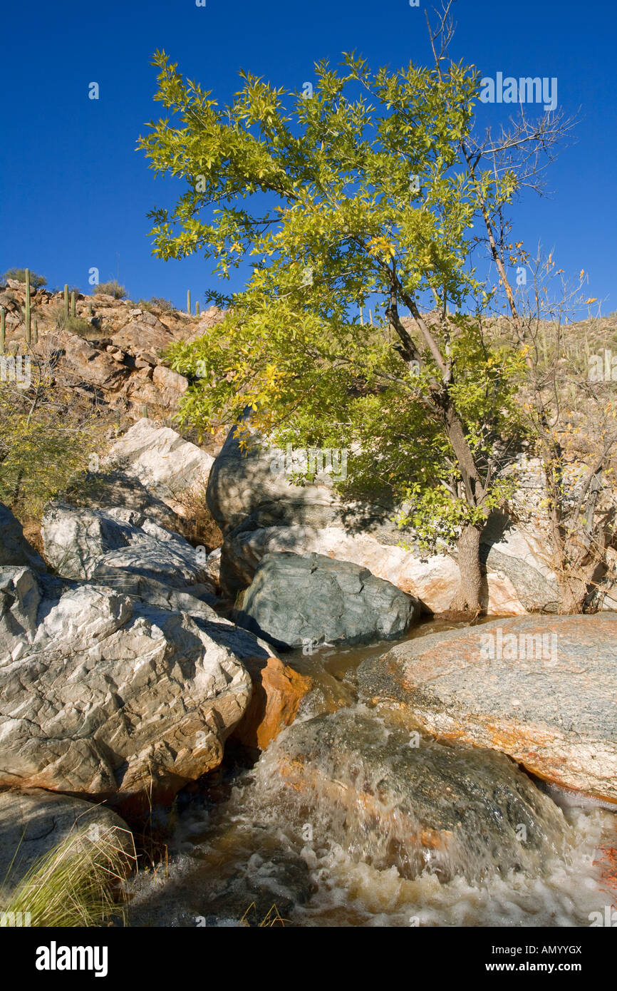 Creek au bas de Tanque Verde Canyon Tucson Arizona Col Reddington Banque D'Images