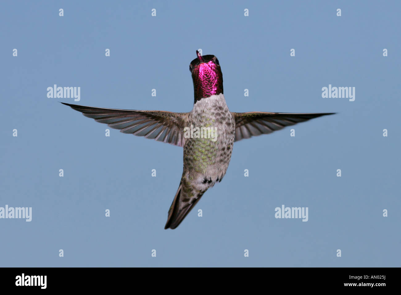 Anna's Hummingbird en vol avec des ailes déployées et belle gorgerin montrant Banque D'Images