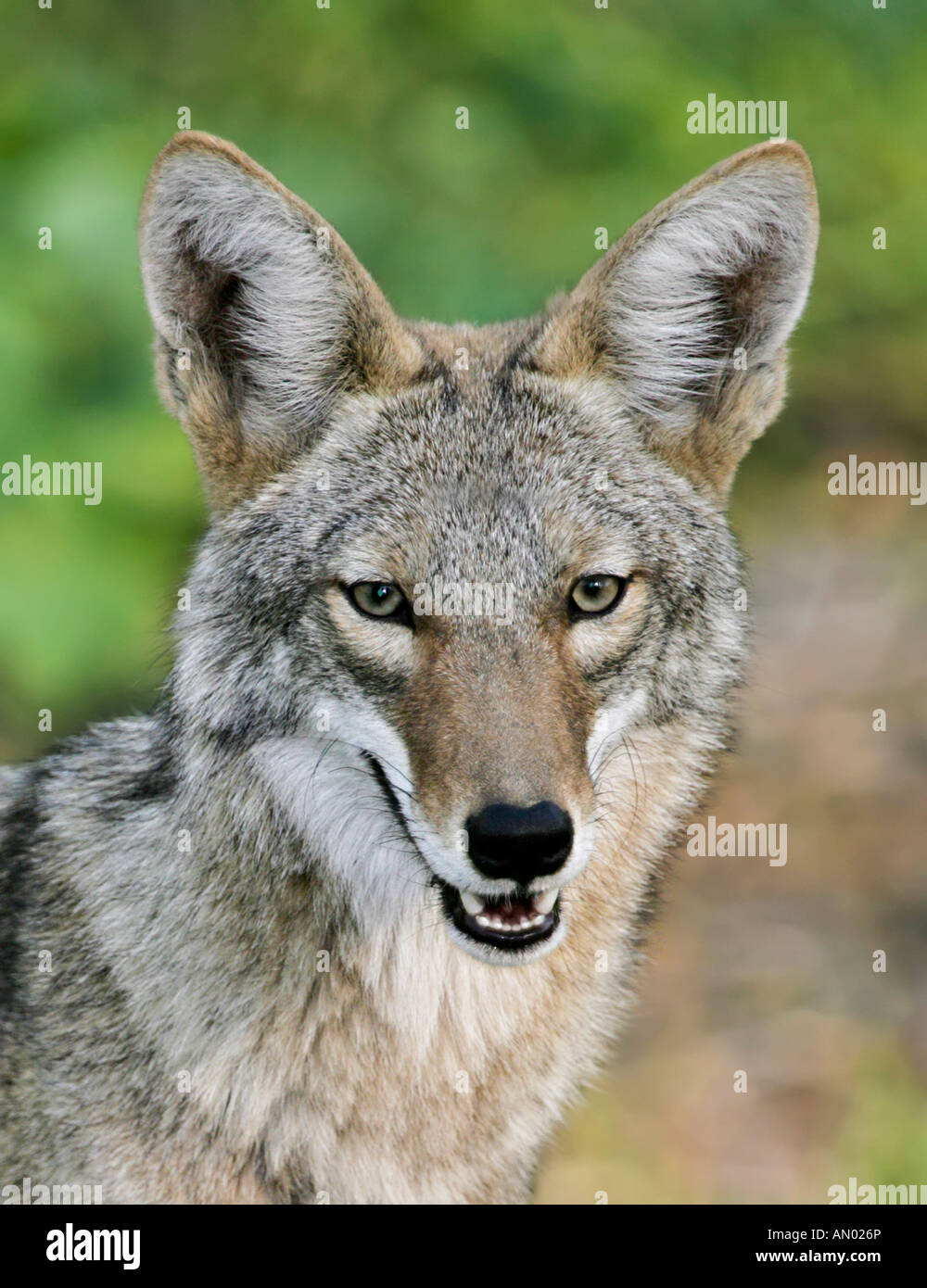 Beau portrait de coyote à la recherche vers la caméra Banque D'Images