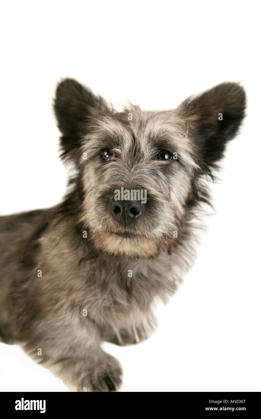 Skye Terrier puppy gris sur fond blanc Banque D'Images