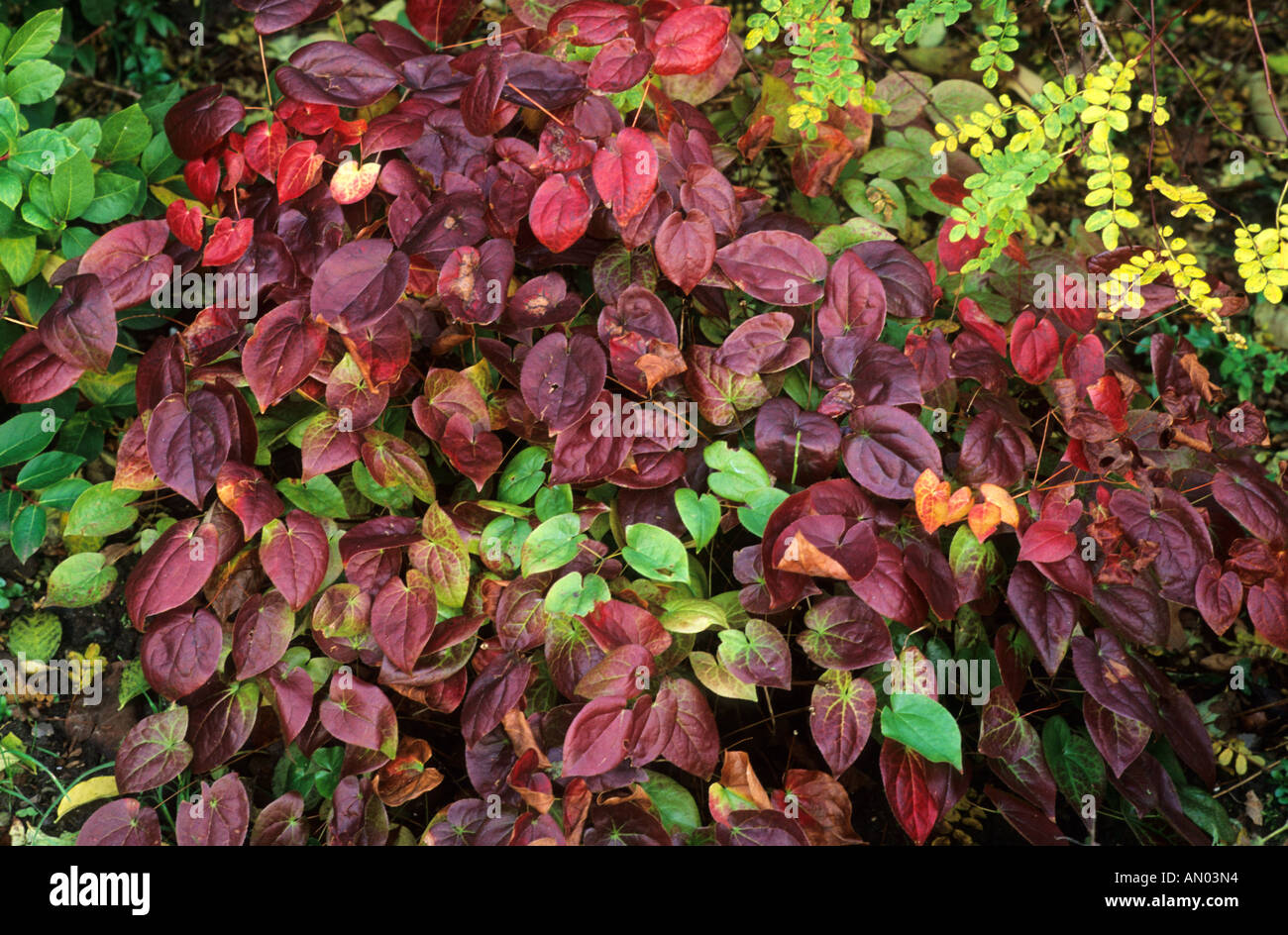 Epimedium x versicolor Sulphureum Novembre Banque D'Images