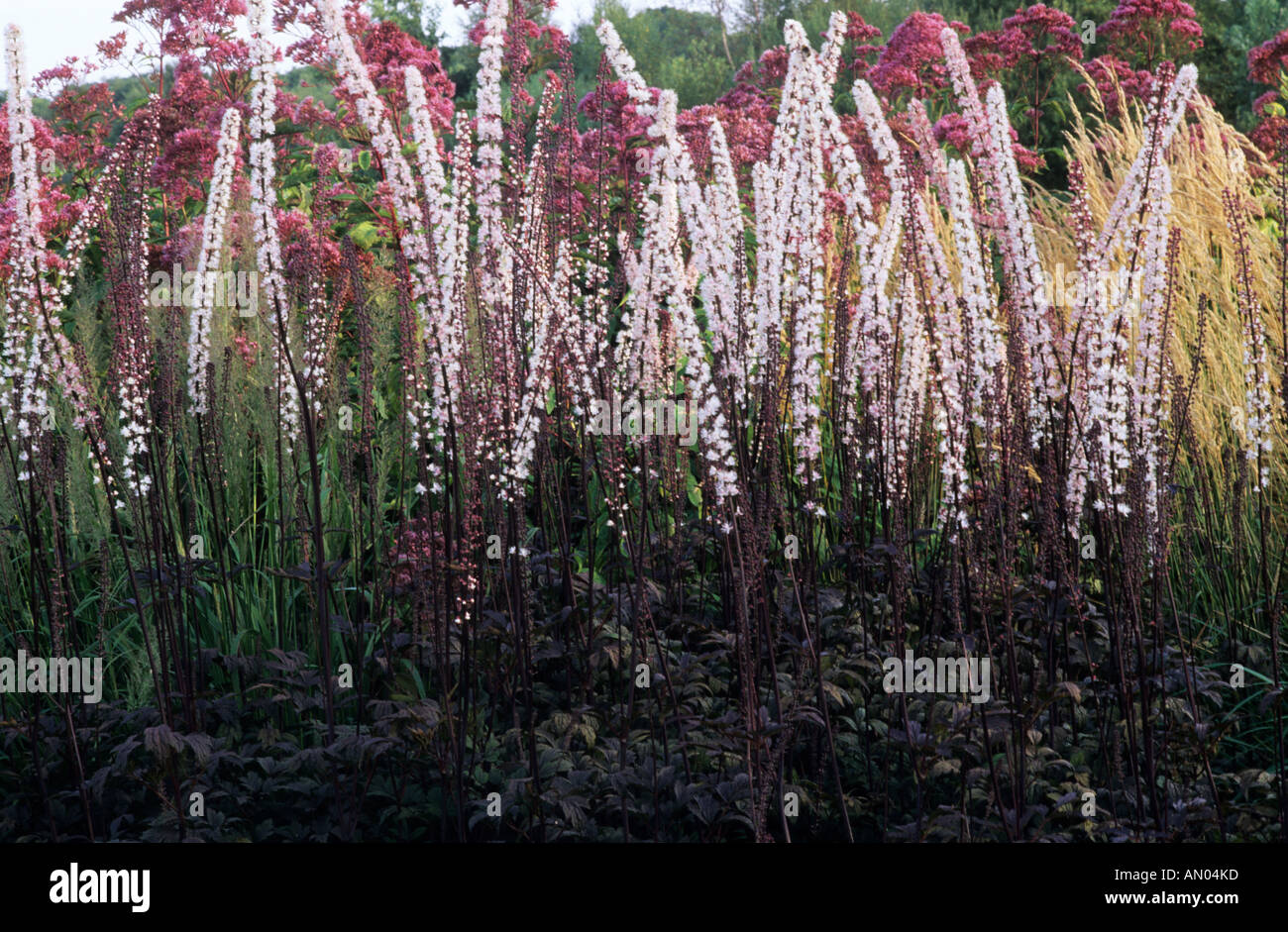 Pensthorpe Jardin Millenium Norfolk Cimicifuga Brunette designer Piet Oudolf Eupatorium atropurpureum feuillage noir foncé Banque D'Images