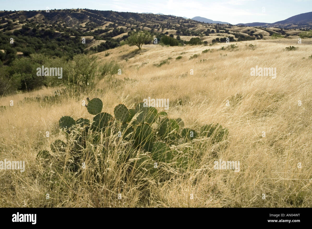 De l'herbe ensoleillée et panoramique des collines de Santa Cruz comté près de Arizona Sonoita Banque D'Images