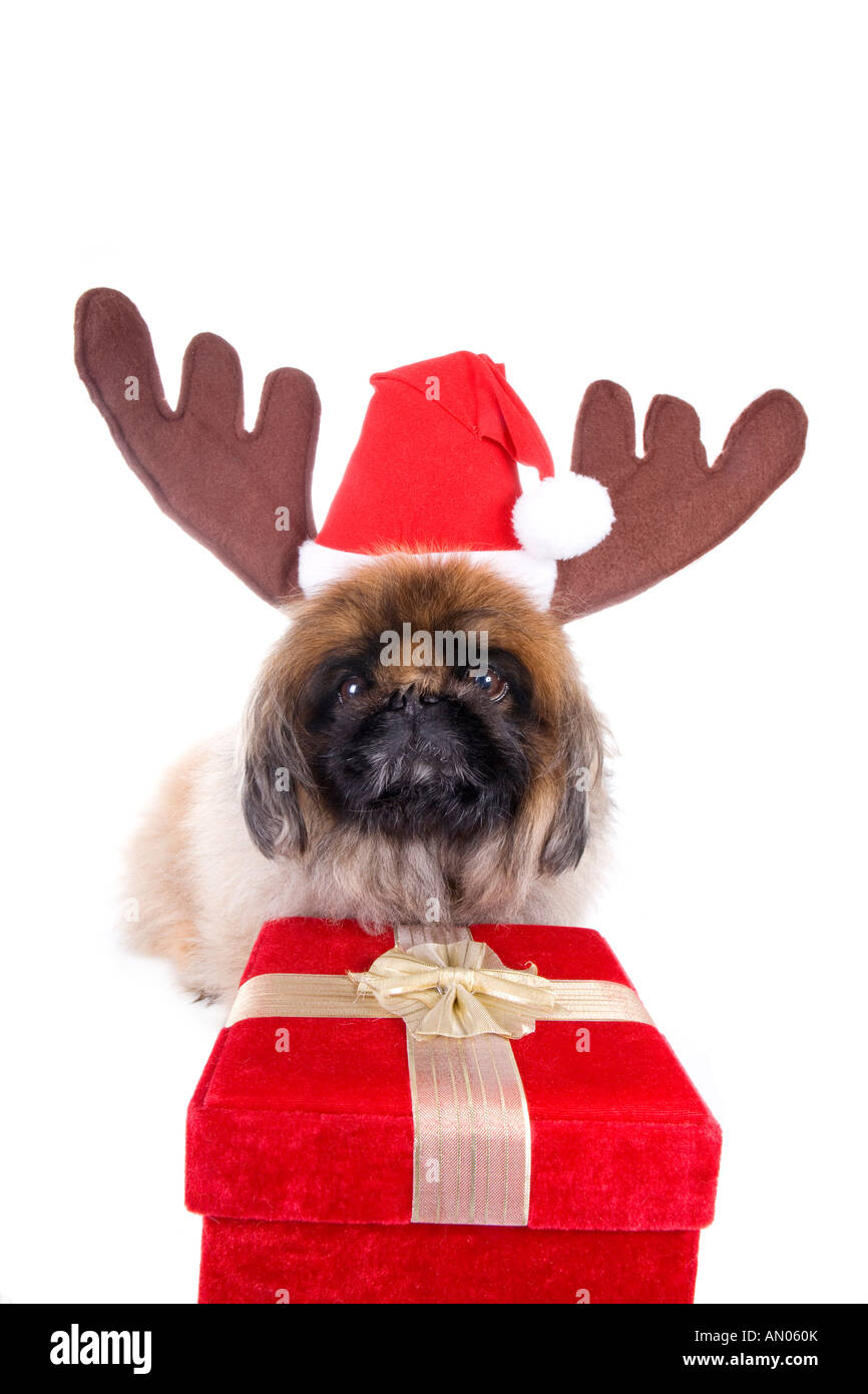 Mignon petit canard brun habillé pour Noël en chapeau à cornes de renne avec boîte cadeau en velours rouge isolated on white Banque D'Images