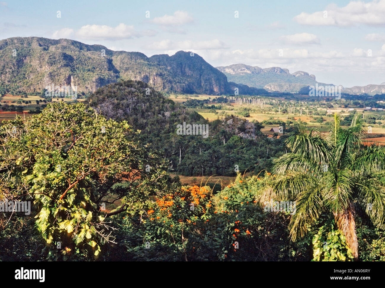 Avis de pays du tabac dans la province de Pinar del Rio près de Vinales Cuba Banque D'Images