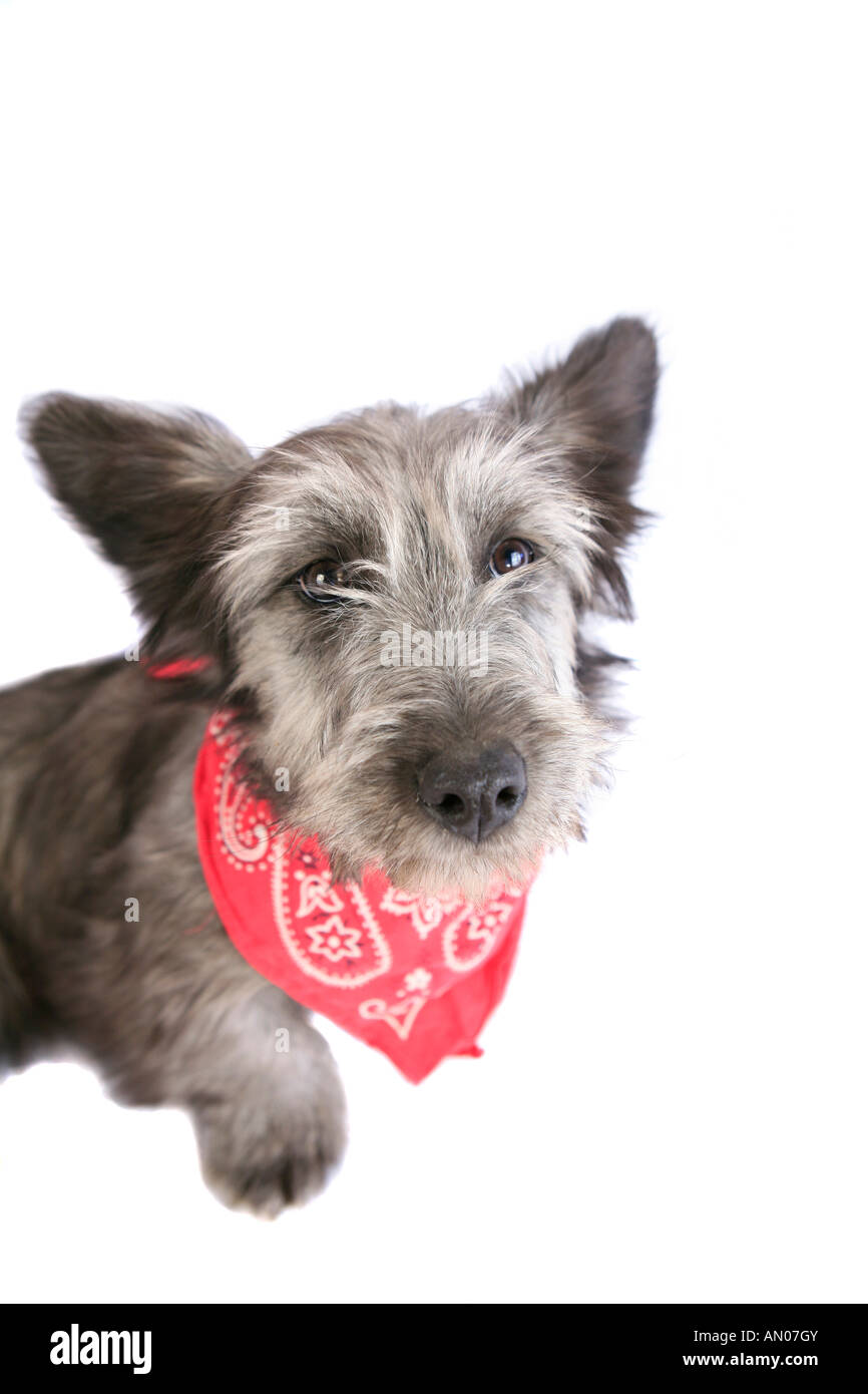 Gray Skye Terrier puppy wearing bandana sur fond blanc Banque D'Images