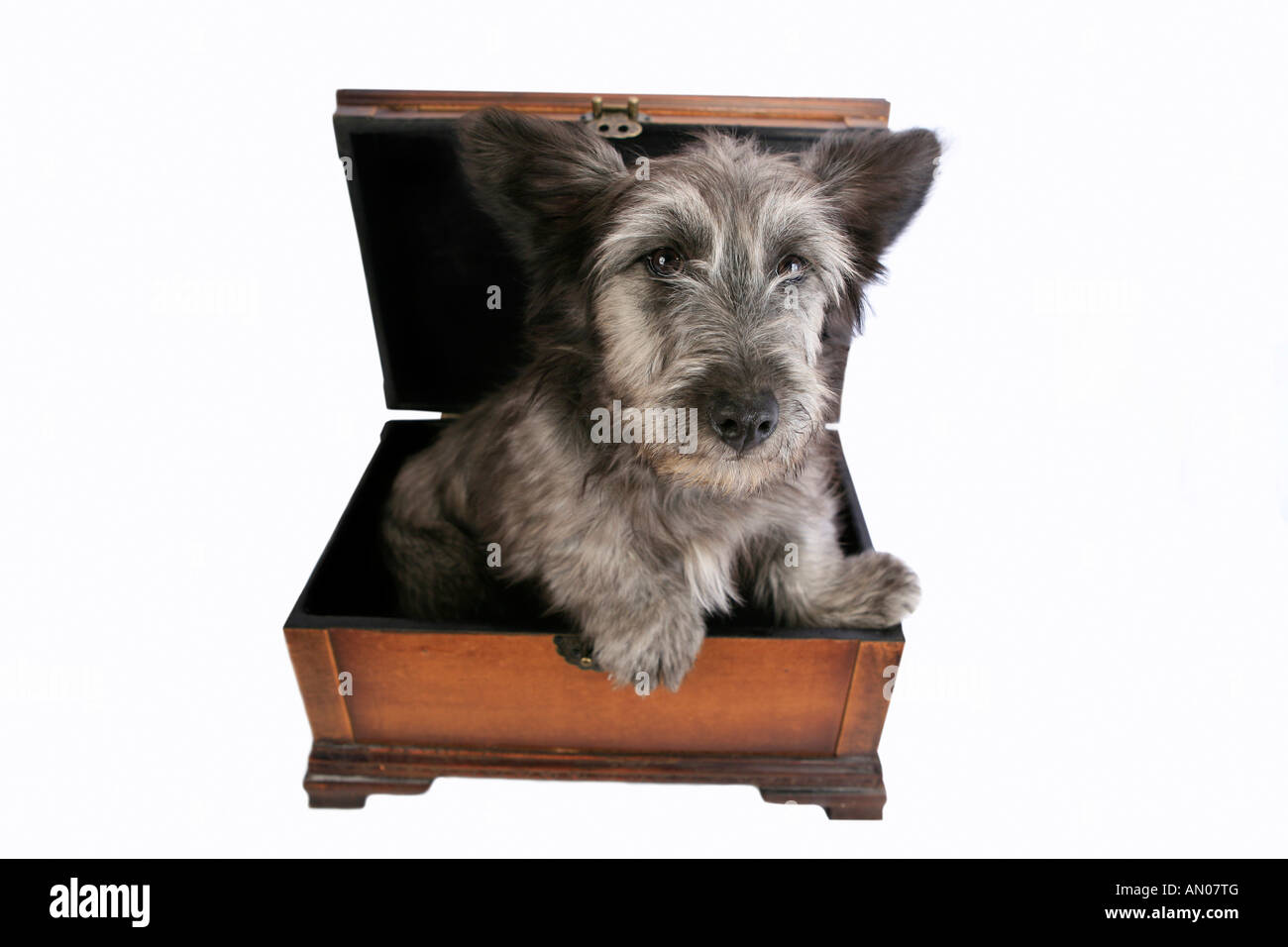Skye Terrier enceintes poitrine marron isolated on white Banque D'Images