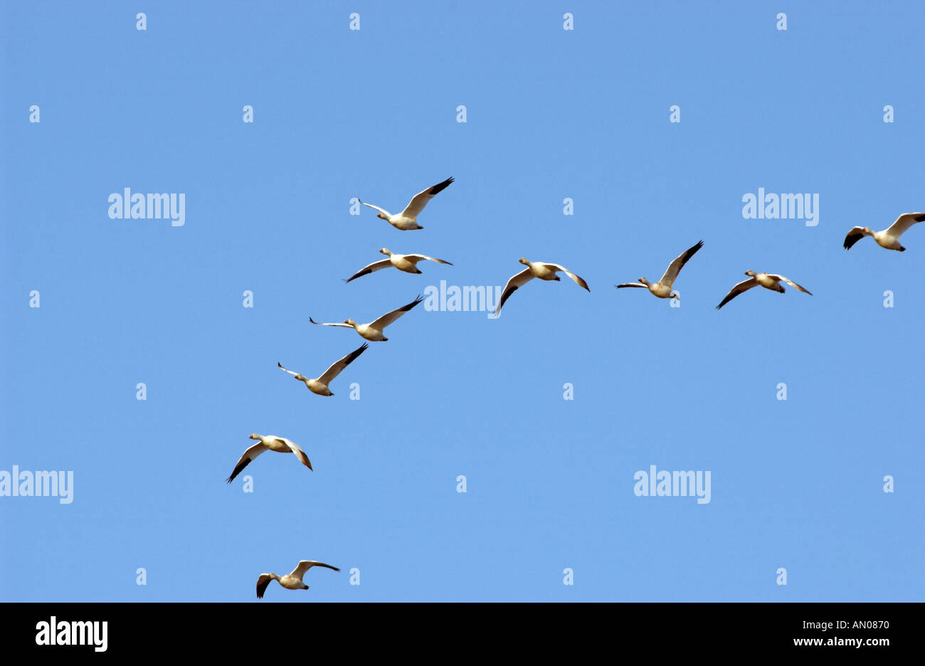 Des neiges Bombay Hook National Wildlife Refuge Delaware USA Banque D'Images