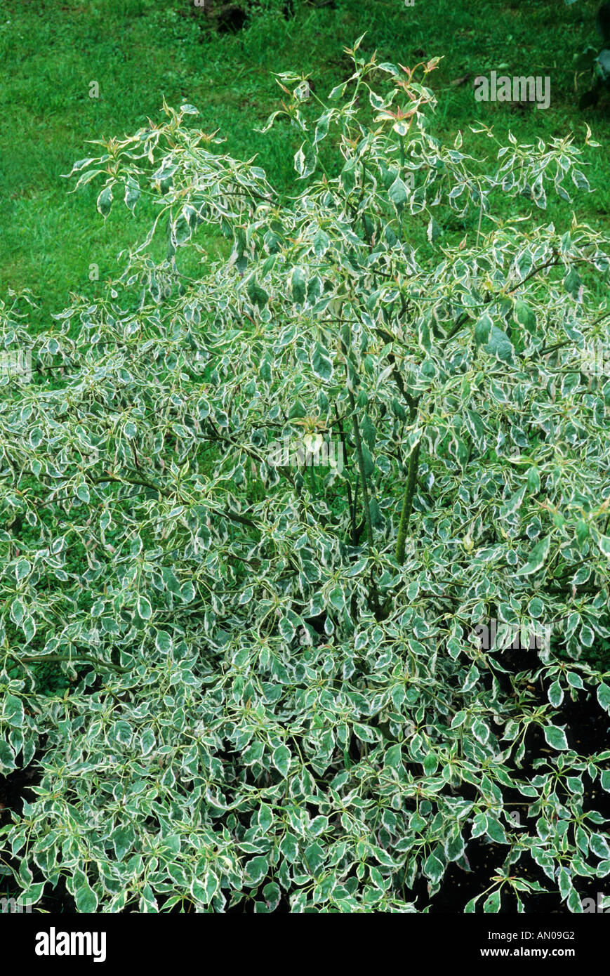 Cornus alternifolia 'Argentea', syn. 'Variegata', des cornouillers, des feuilles panachées, jardin plante cornouiller Banque D'Images