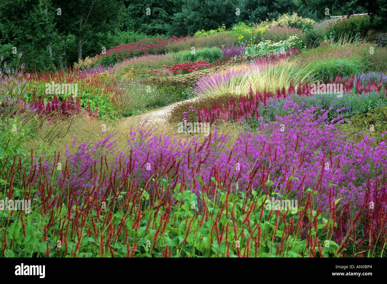 Pensthorpe Jardin Millenium Lythrum Persicaria Graminées Astilbe Banque D'Images