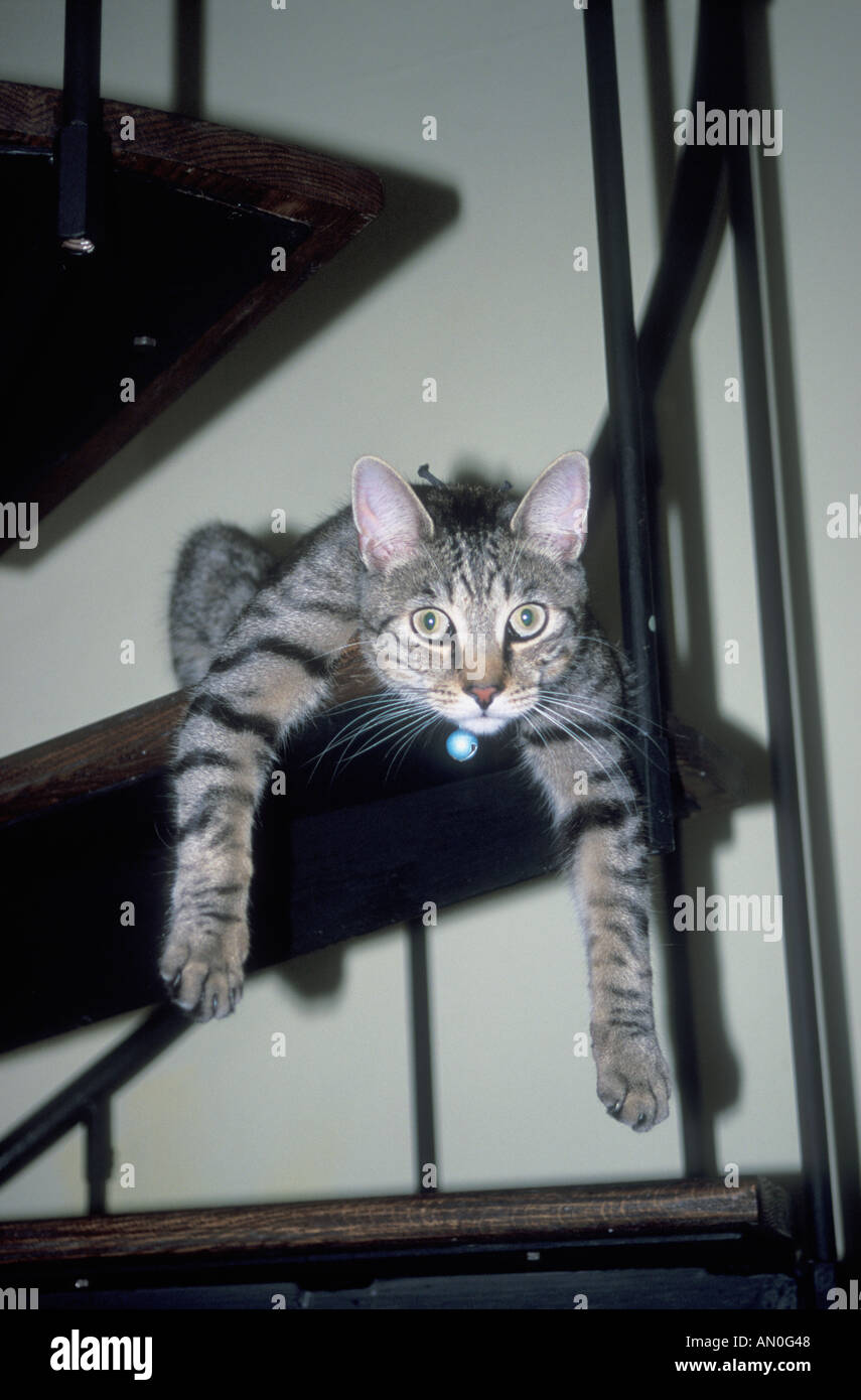 Cat suspendues sur escaliers New York City Banque D'Images