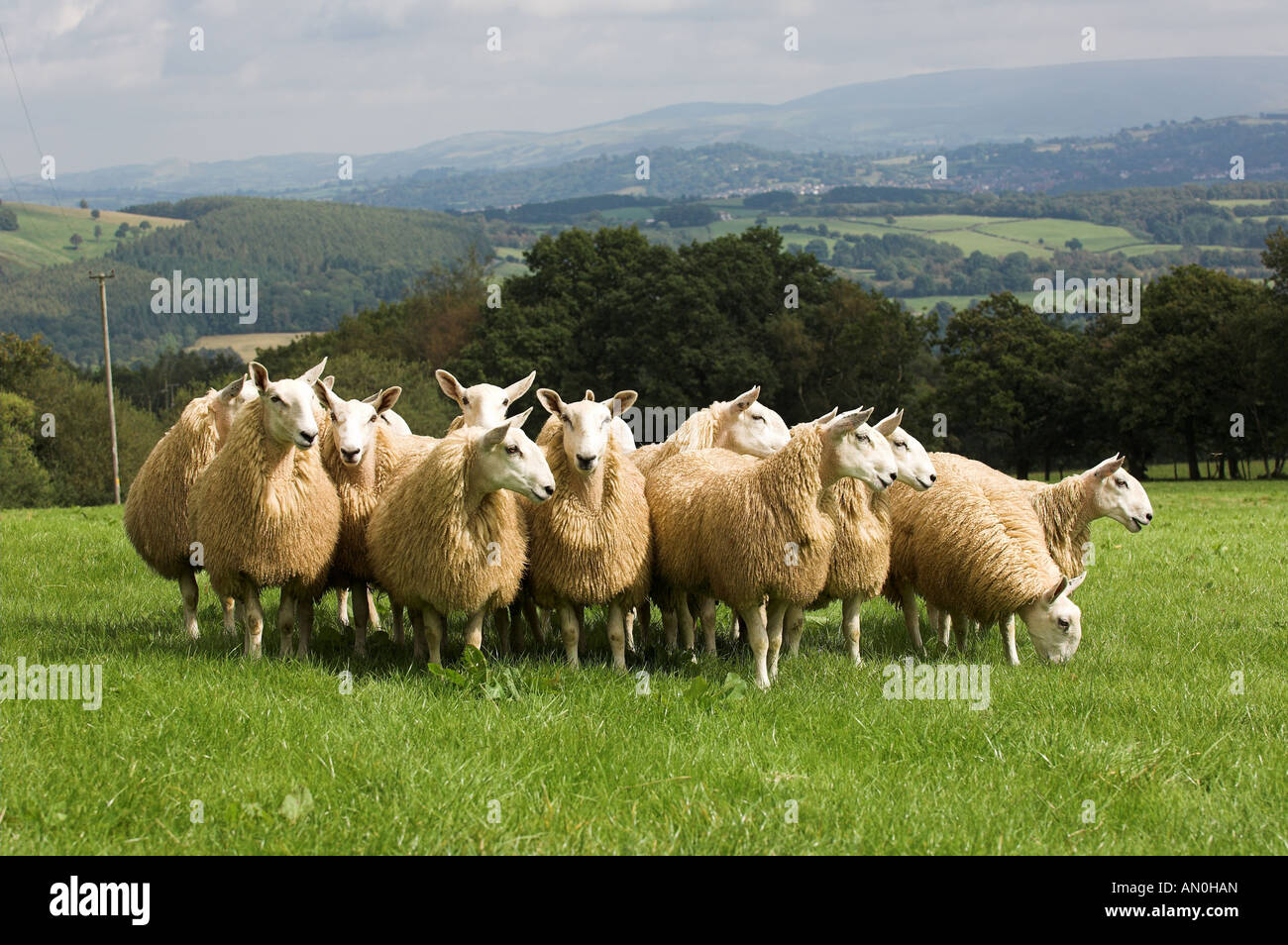 Mules gallois de Welsh Mountain brebis engendré par Blue face Leicester ram Banque D'Images