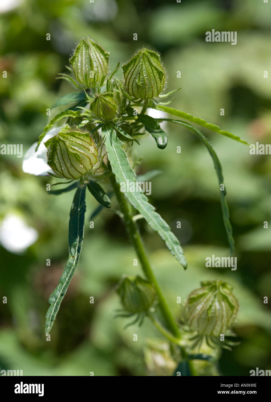 Fleur d'Hibiscus trionum (une heure) Banque D'Images