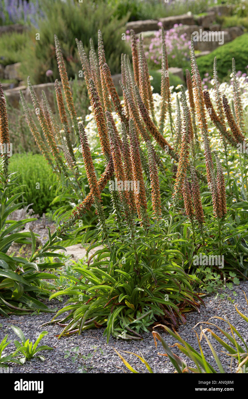 Digitalis parviflora Banque de photographies et d’images à haute