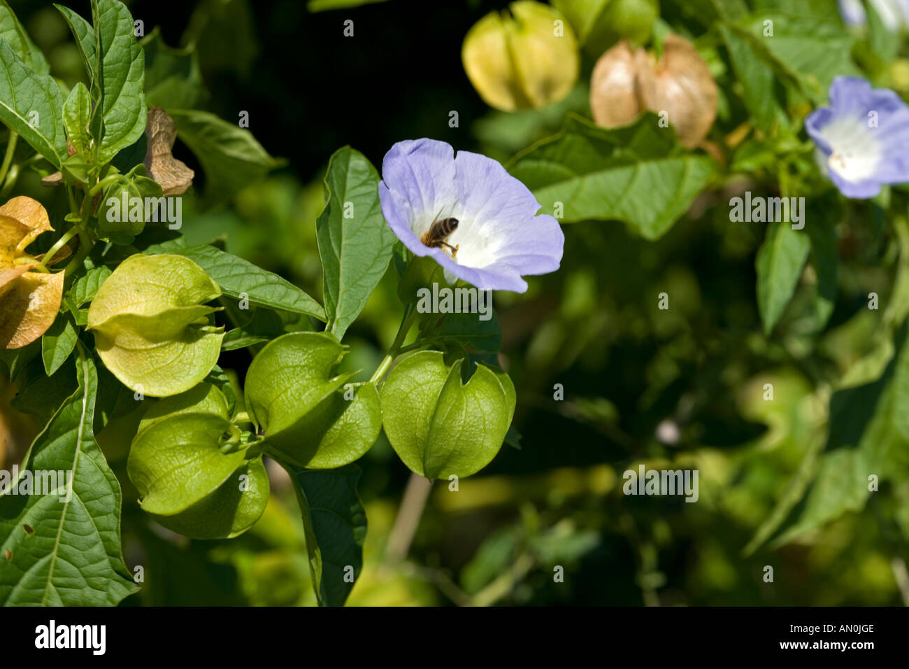 Shoo Fly Nicandra physalodes (usine) Banque D'Images