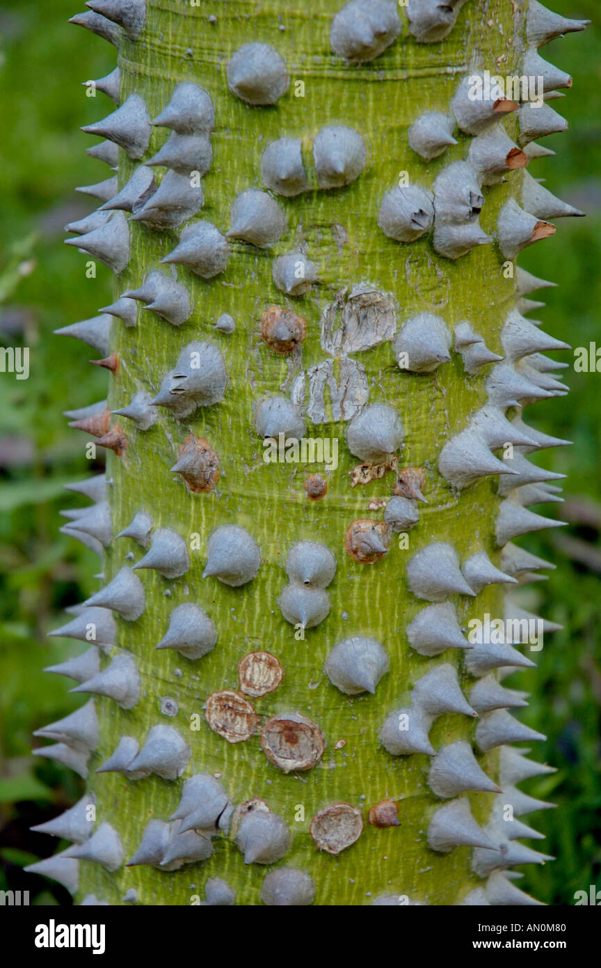 Close up de tronc de l'arbre épineux Banque D'Images