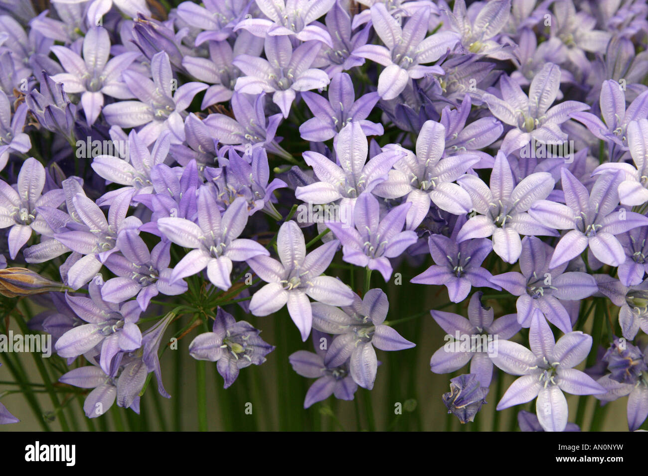 Triteleia laxa, Alliaceae. Californie, États-Unis, Amérique du Nord Banque D'Images