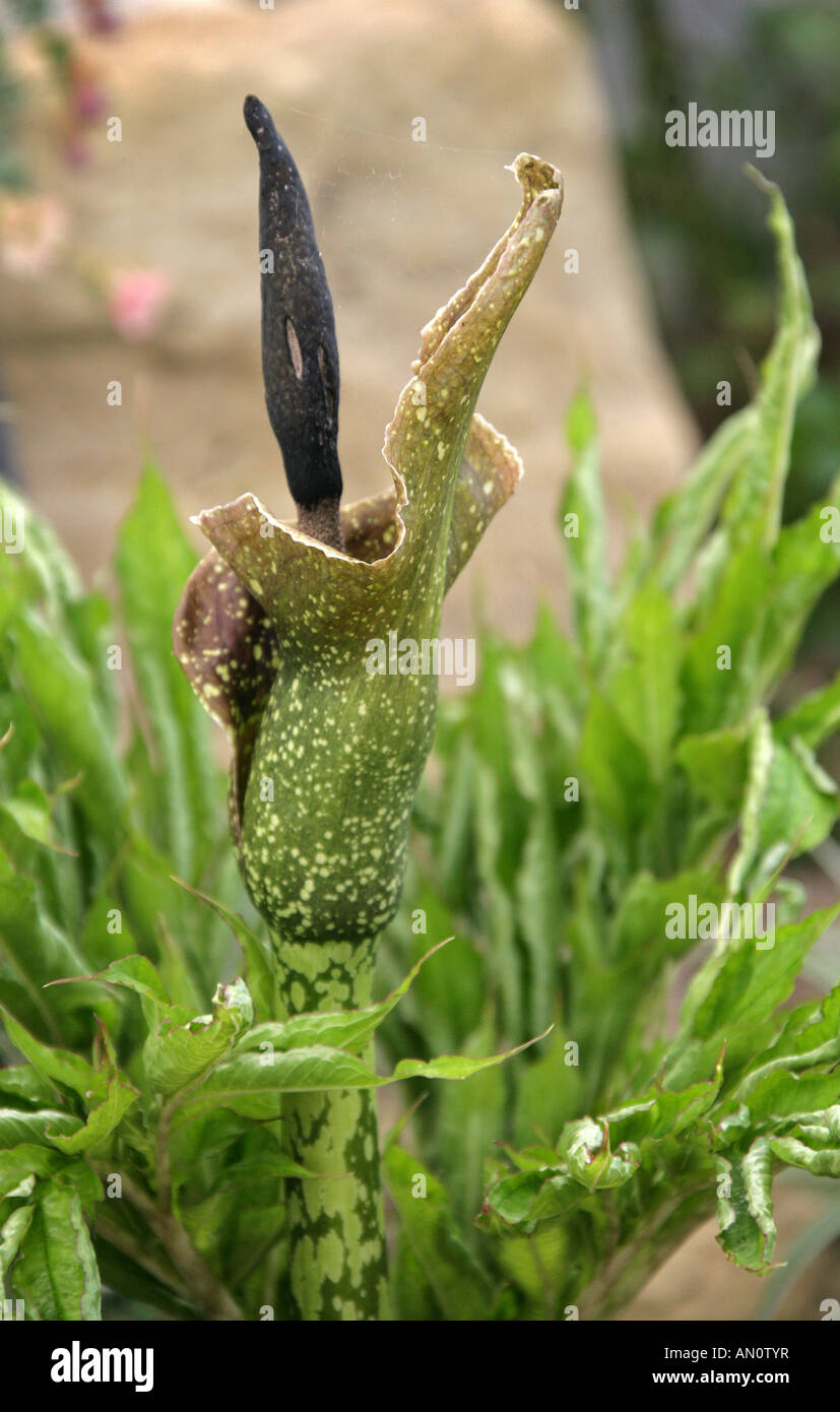 Lily Voodoo Amorphophallus kiusianus Araceae Aracées rare que l'on trouve uniquement sur l'île de Kyushu au Japon Banque D'Images