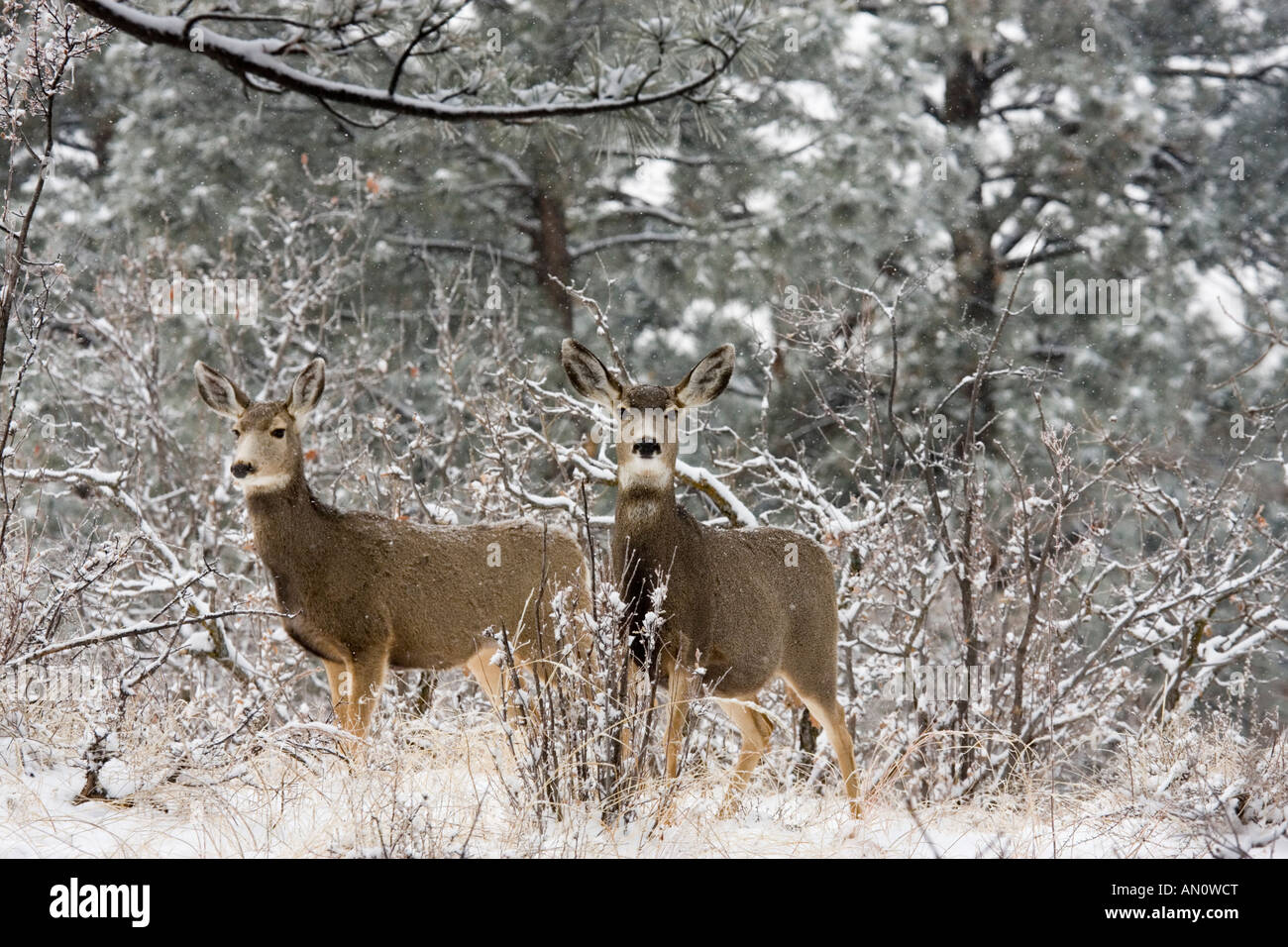 Sweet paire de doe deer stop pour enquêter dans une tempête de neige, par un froid matin d'hiver du Colorado Banque D'Images