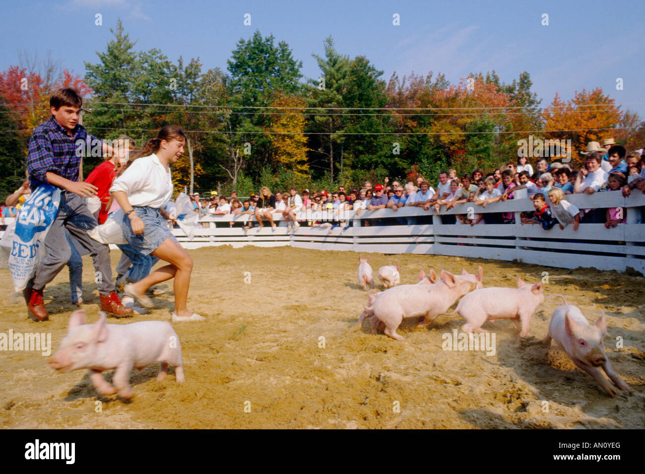 Pig scramble foire agricole Deerfield pays Etats-unis New Hampshire Banque D'Images