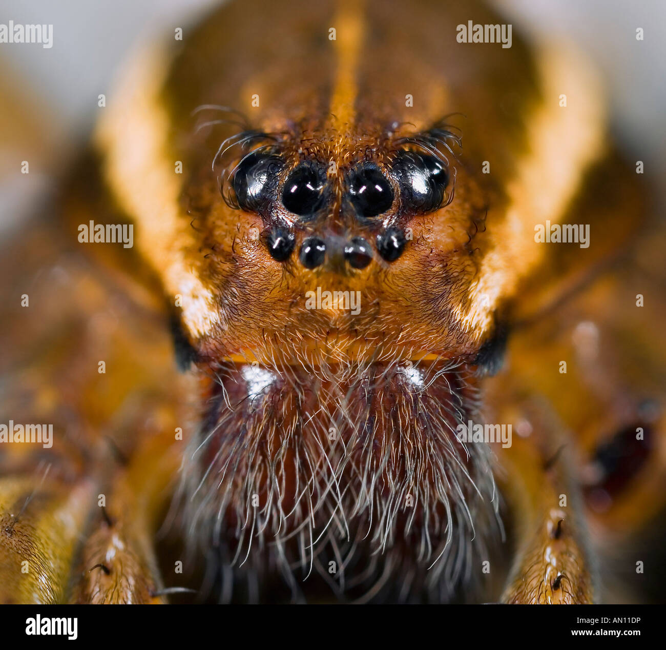 Face à l'araignée pêche repéré six Banque D'Images