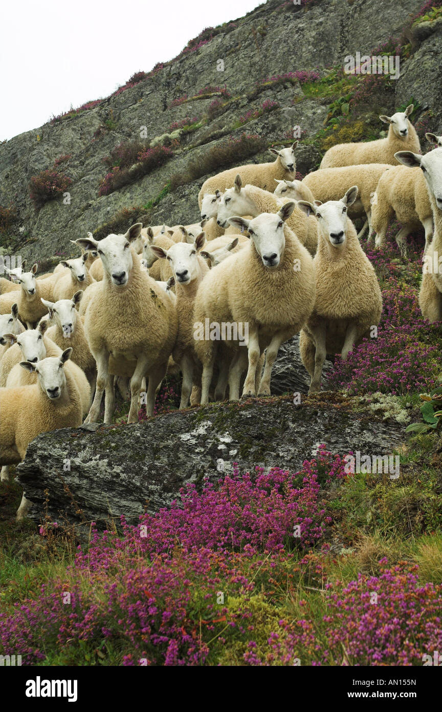 Mules gallois de Welsh Mountain brebis engendré par Blue face Leicester ram sur la lande Banque D'Images