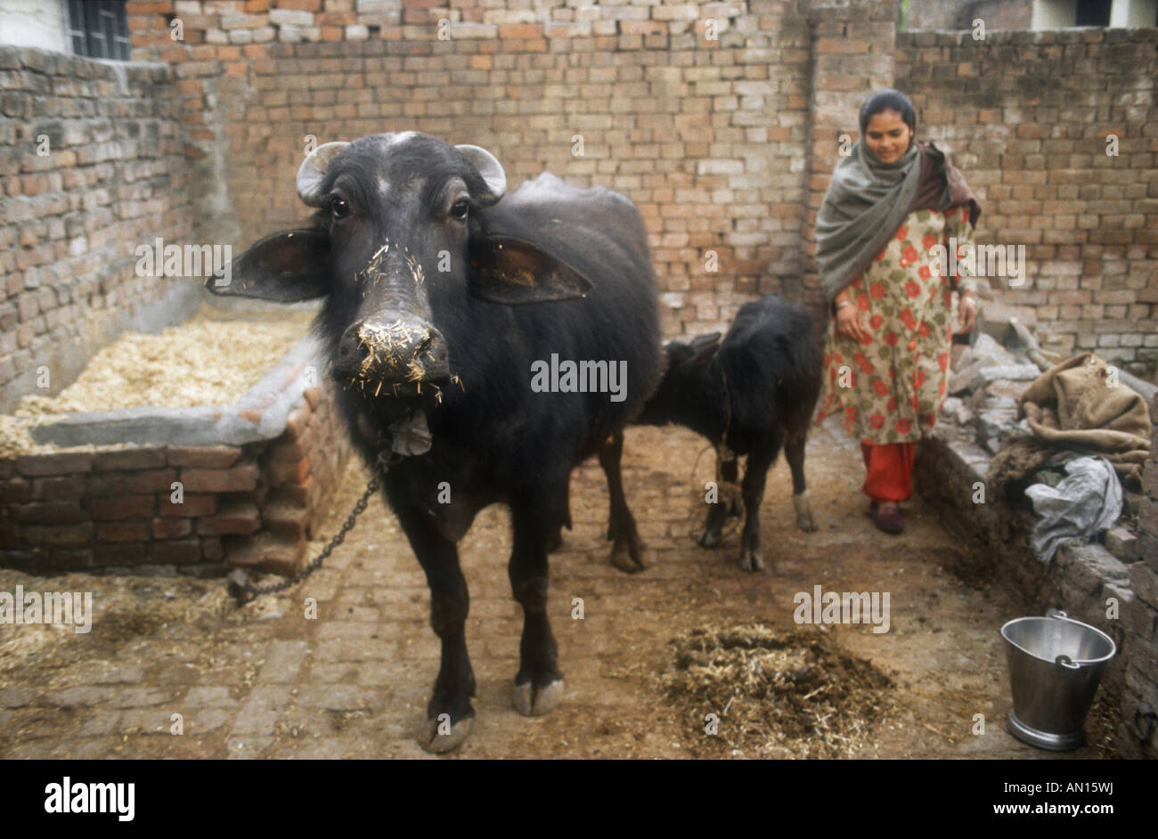 Buffalo et veau en cour arrière de chambre dans Gobindigarh, Punjab, en Inde. Banque D'Images