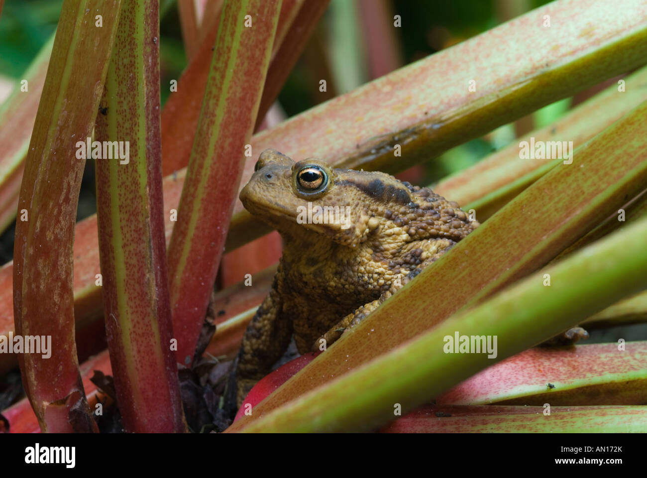 Crapaud commun Bufo bufo, dans le jardin parmi les bâtonnets de rhubarbe, Royaume-Uni Banque D'Images