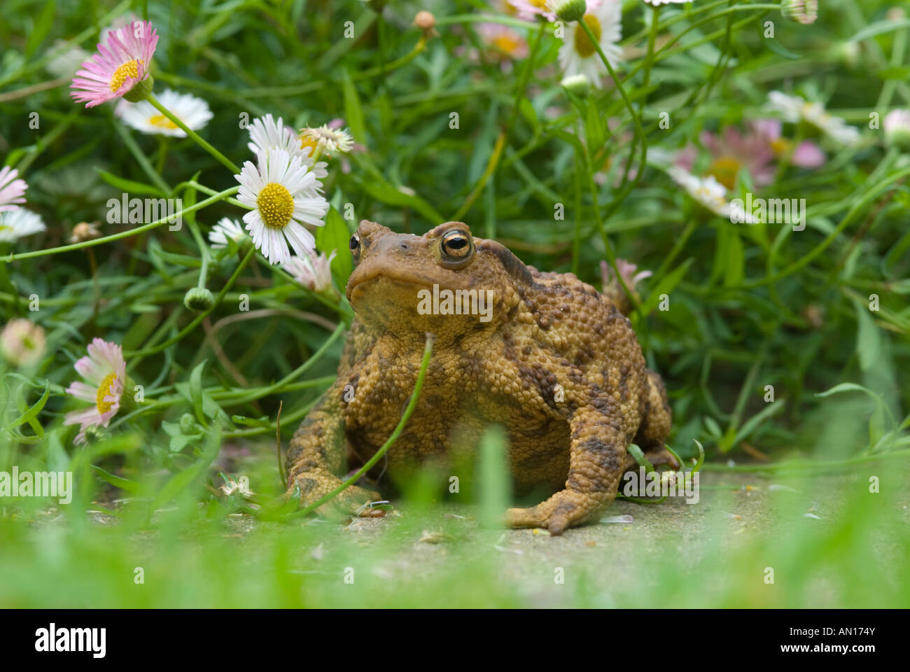 Crapaud commun Bufo bufo, femelle dans l'herbe de jardin parmi les fleurs de Marguerite Banque D'Images
