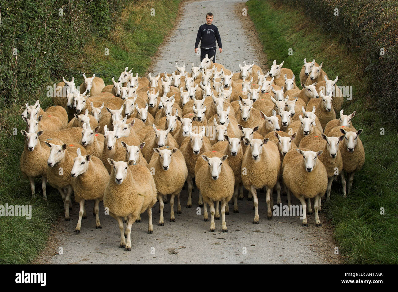 Jeune garçon moutons conduite down road au Pays de Galles Banque D'Images