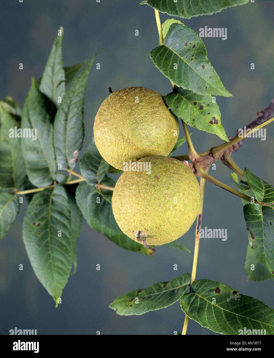 Le Noyer noir Juglans nigra NOIX DANS LEUR ENVELOPPE VERTE STUDIO Photo  Stock - Alamy