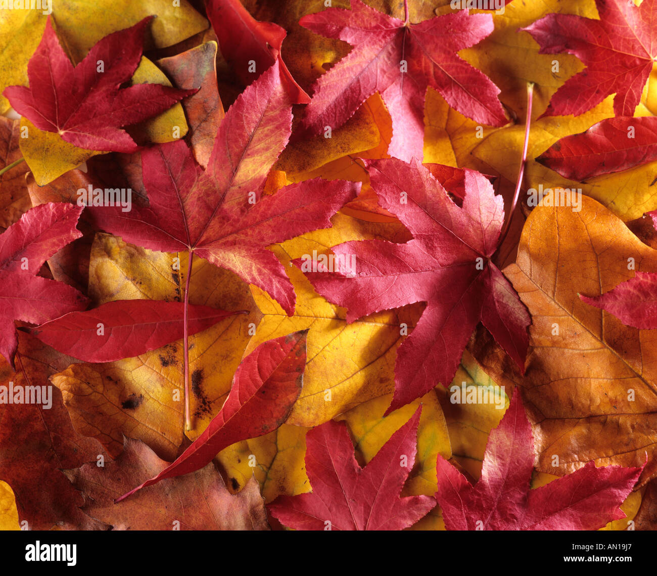 Feuilles d’automne Banque D'Images