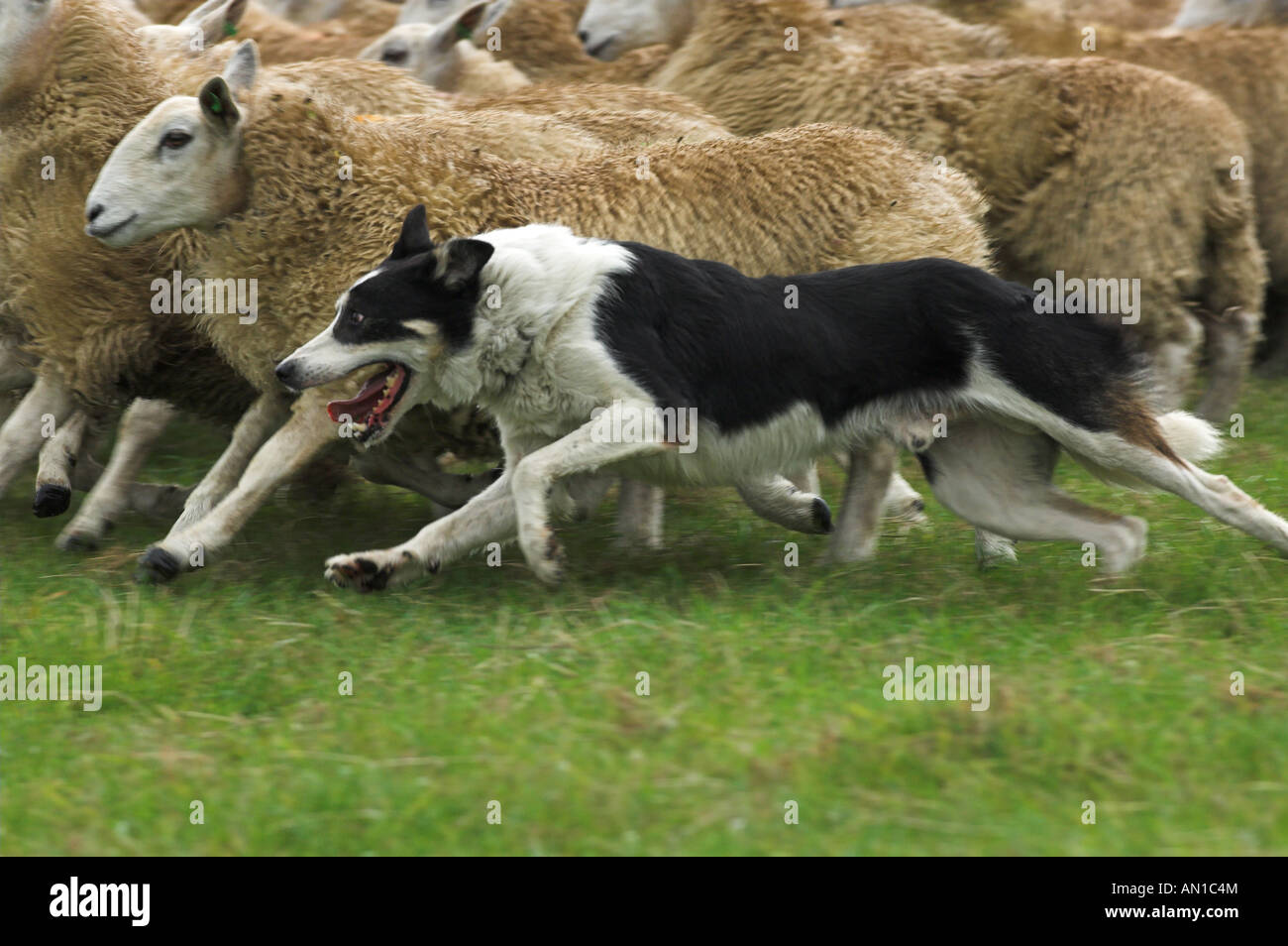 Collie berger moutons arrondissement Banque D'Images