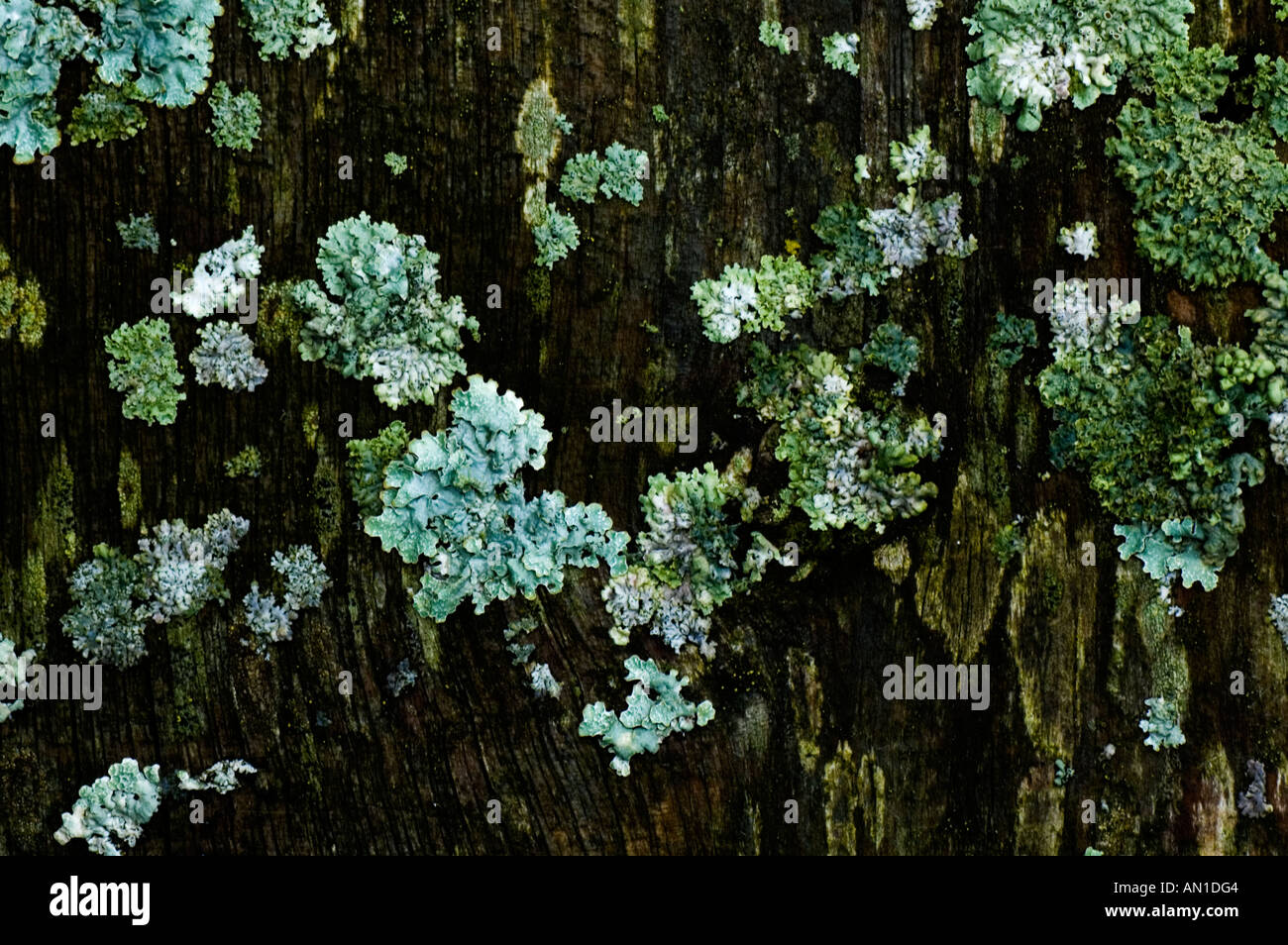 Les lichens poussant sur un pourrissement altérés old plank Banque D'Images
