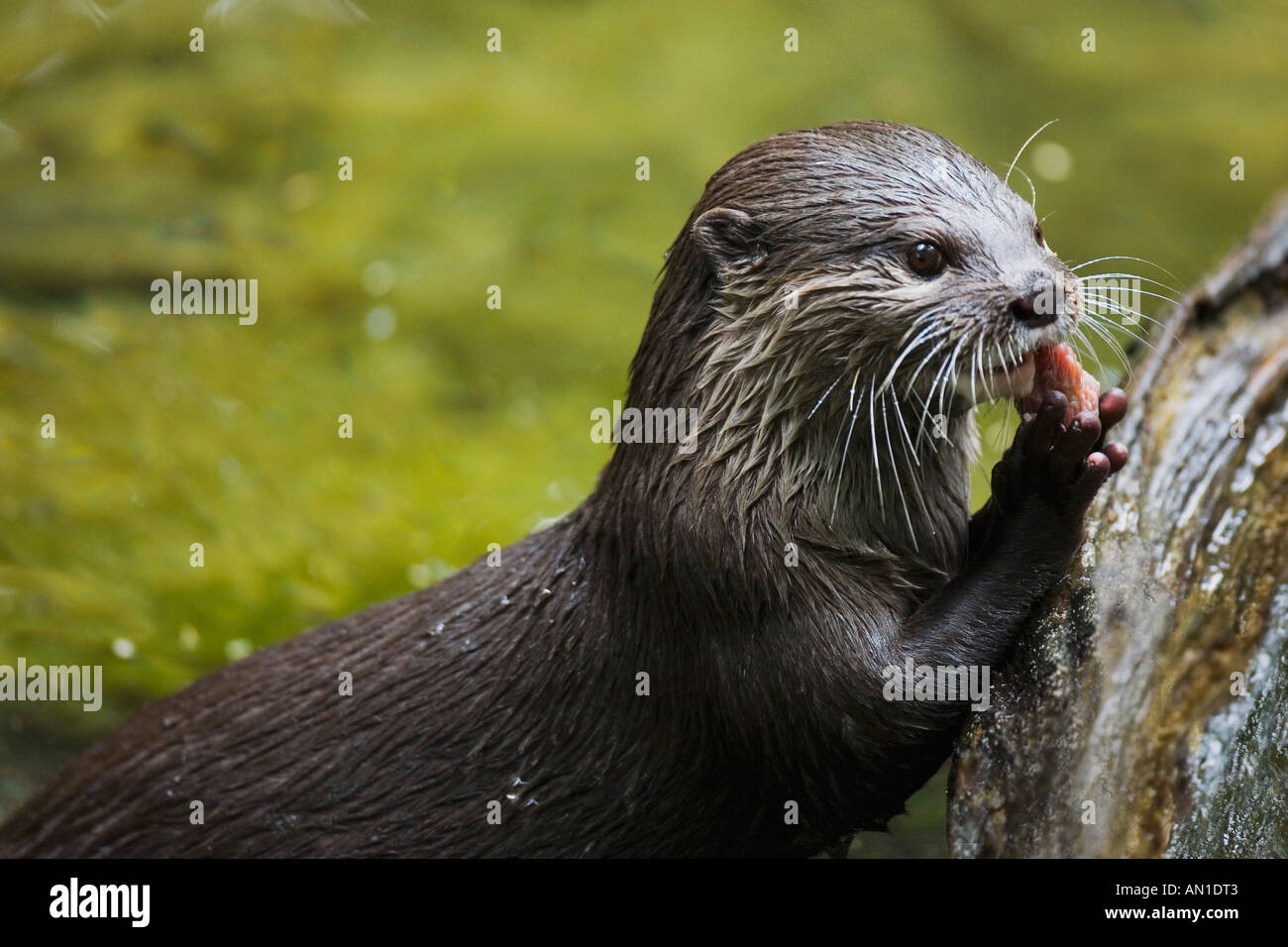 Court court-asiatique griffes griffes otter portrait close-up close up closeup Amblonyx Cinereus montrant pattes servant à manger Banque D'Images