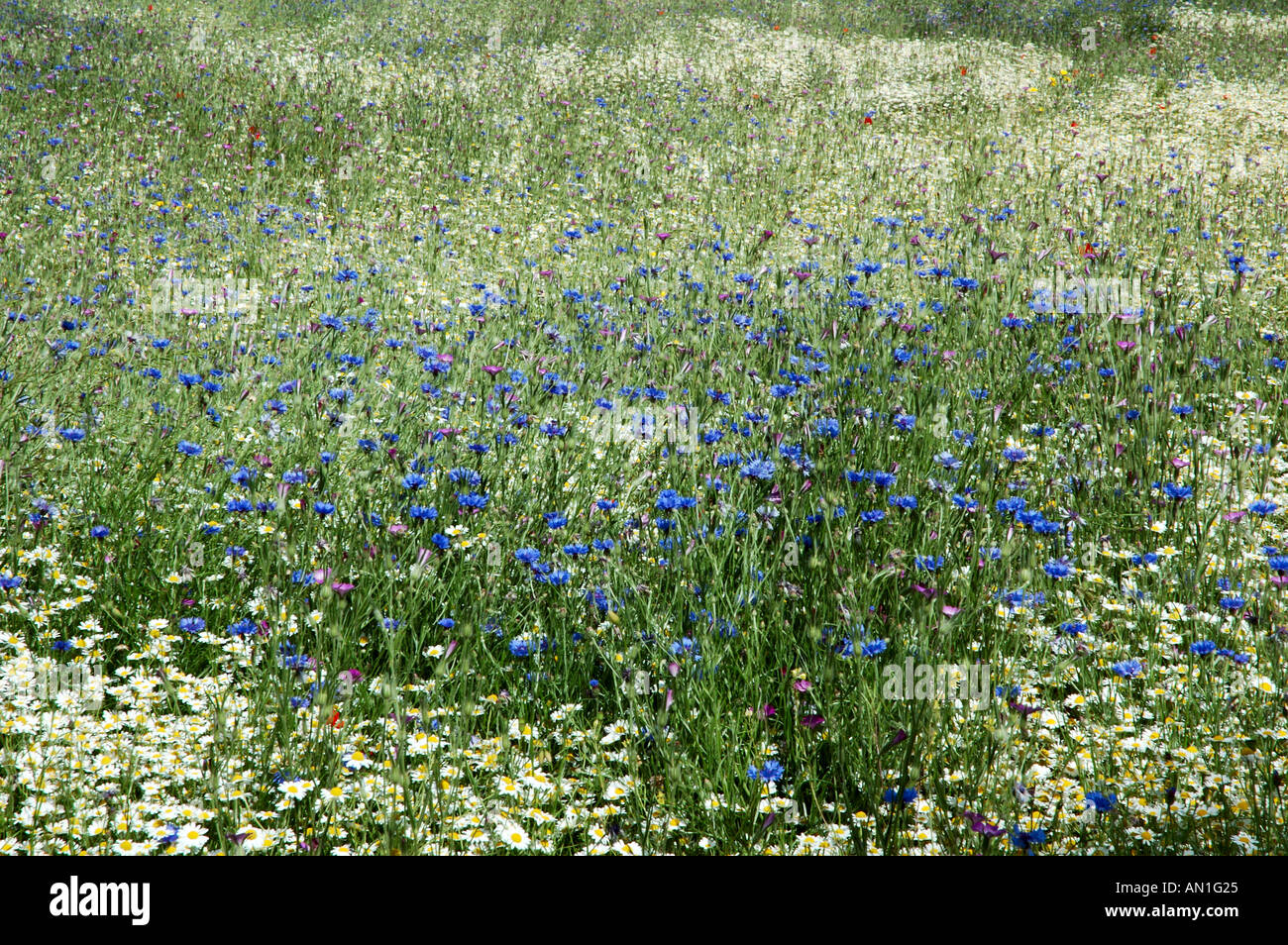 Une prairie de fleurs sauvages abundence Banque D'Images