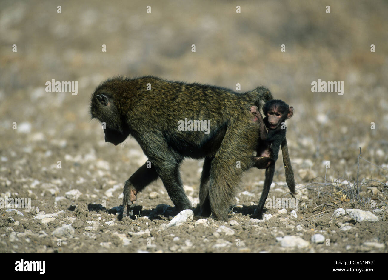Des babouins Olive (Papio Anubis et bébé) accroché sur sa mère Banque D'Images
