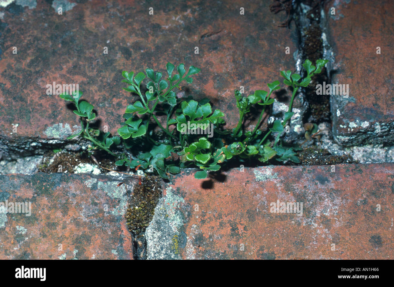 Wallrue spleenwort (Asplenium ruta-muraria), plante poussant dans un mur Banque D'Images