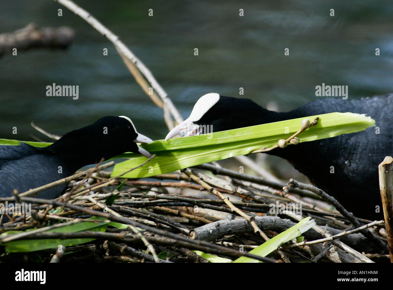 Blaesshuhn Fulica atra Foulque europe europa Banque D'Images