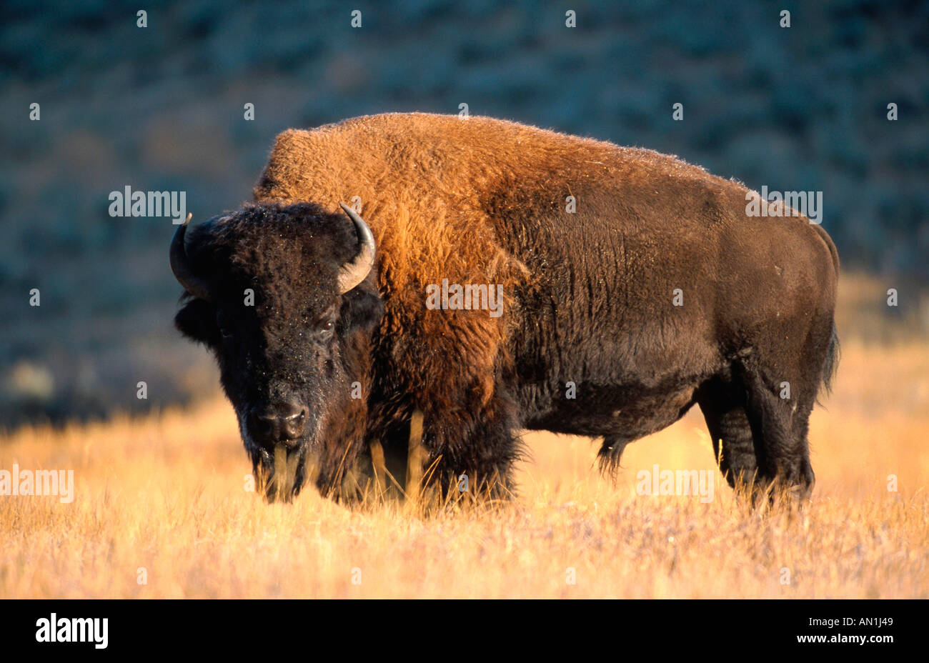 American bison, Bison (Bison bison), bull standing in plain, USA, Wyoming, Yellowstone NP Banque D'Images