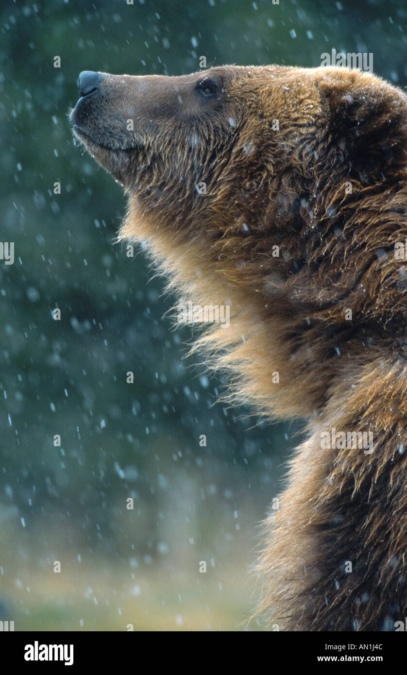 Ours brun, l'ours grizzli (Ursus arctos horribilis), portrait, latéral, USA, Wyoming, Yellowstone NP Banque D'Images
