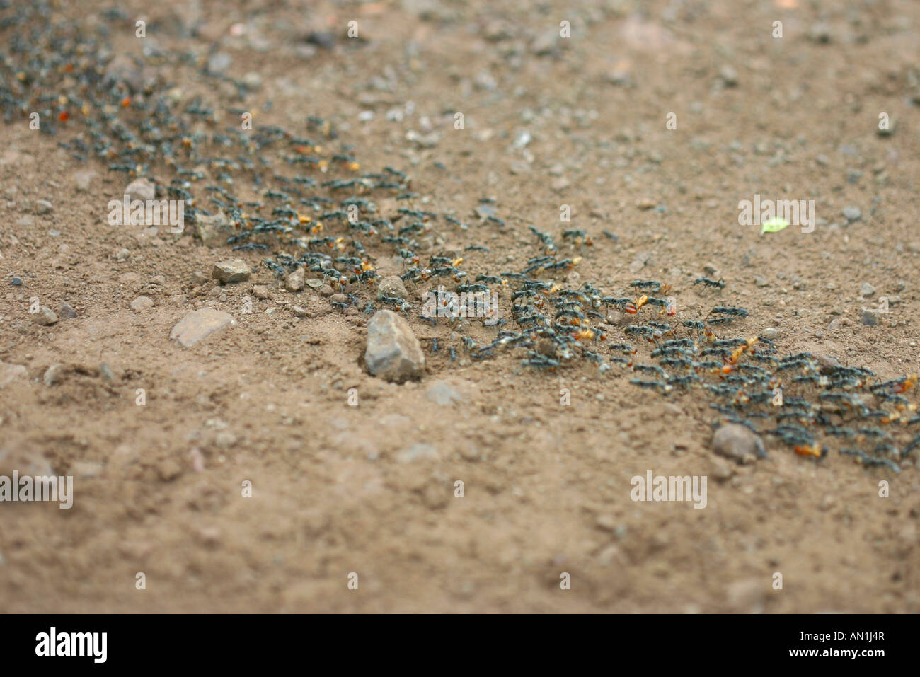Une colonne de fourmis Matabele termites raids Banque D'Images