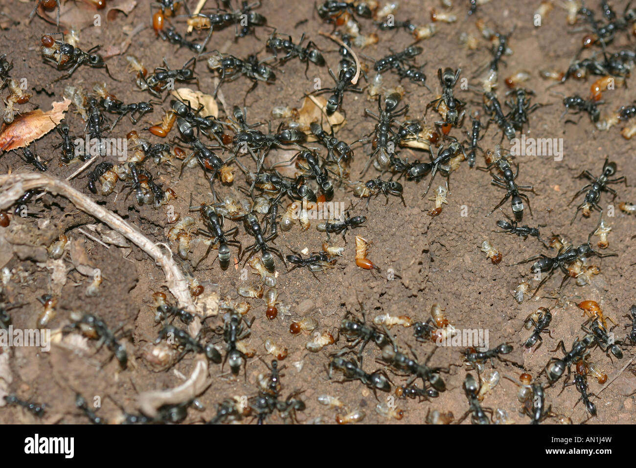 Une colonne de fourmis Matabele piller les termites avec beaucoup de morts chez les termites Banque D'Images