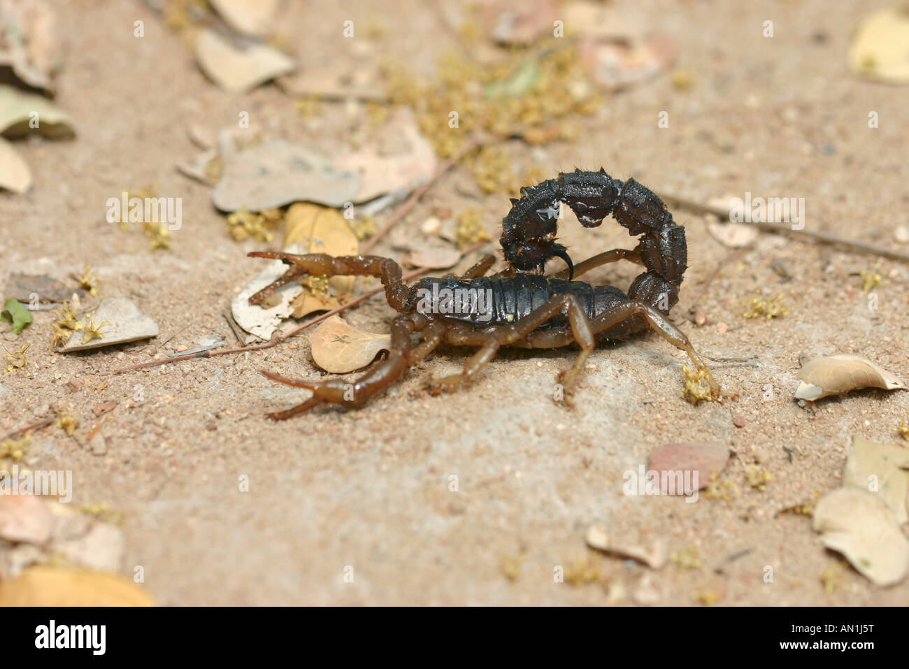 Hairy Black Scorpion à queue épaisse - Parabuthus transvaalicus (Buthidae) Banque D'Images