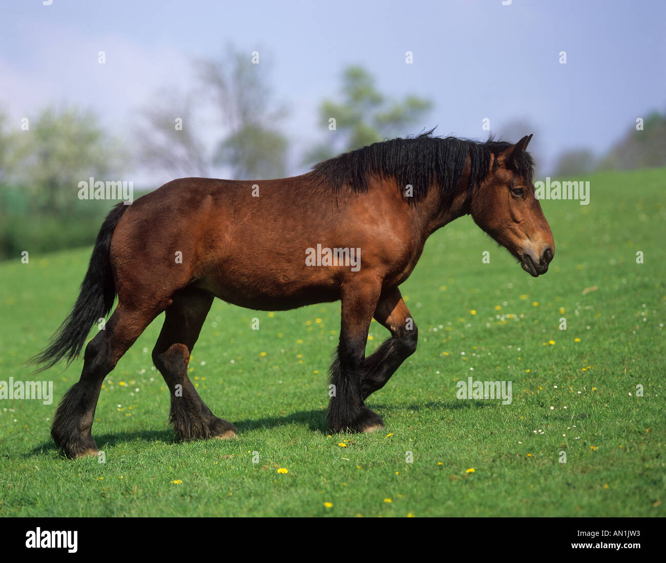 Marche à cheval Ardennes dans un pré Banque D'Images