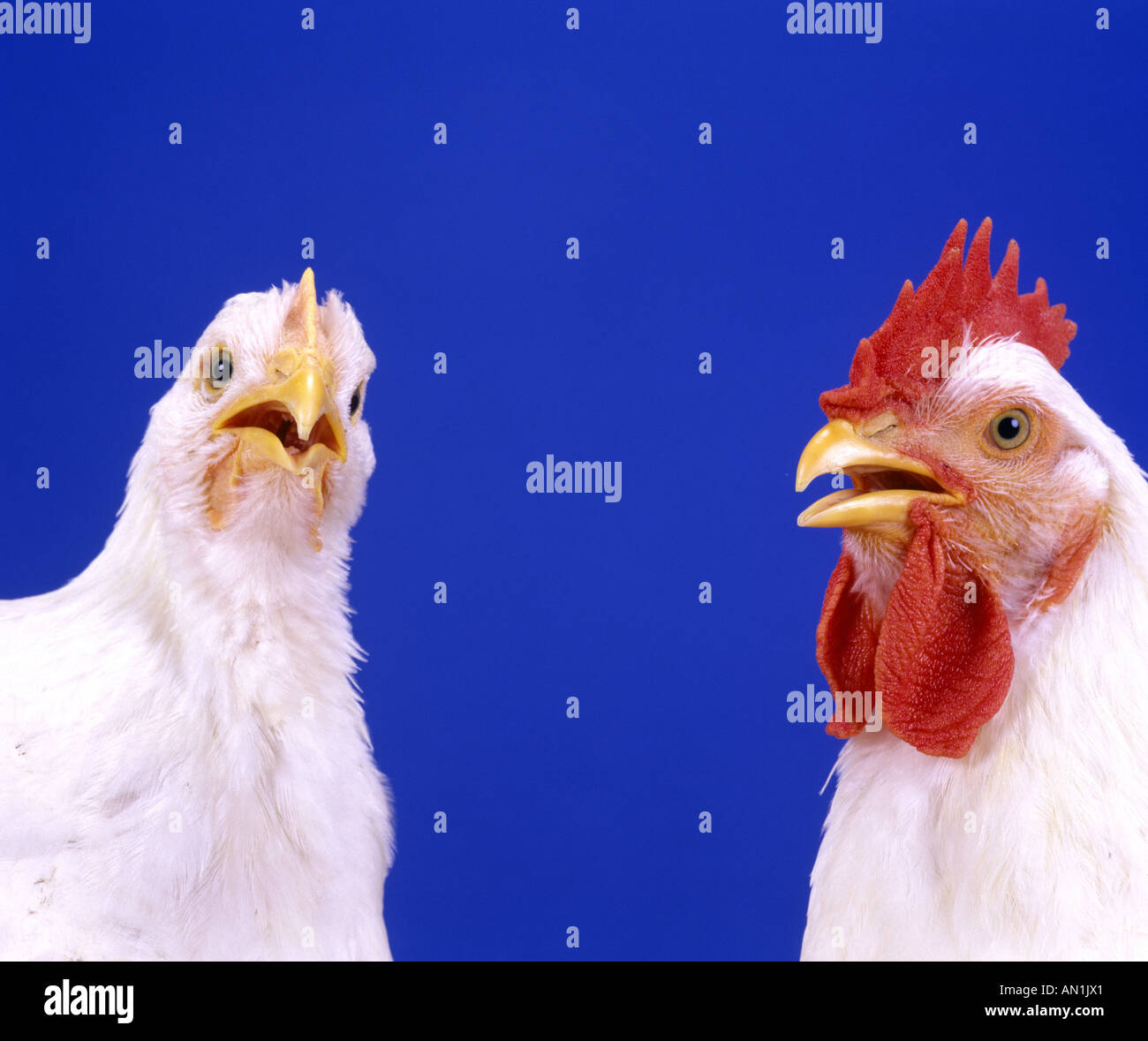 HUBBARD CROSS 6 SEMAINE POULET POULET COQUELET STUDIO Banque D'Images