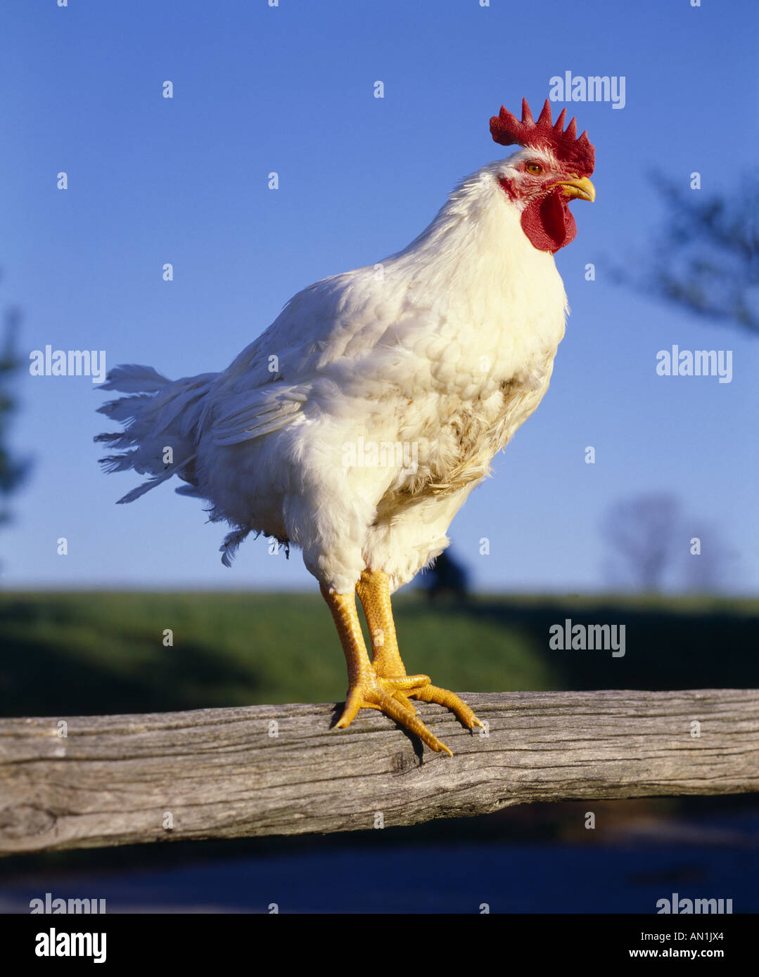 HUBBARD CROSS 8 SEM POULET COQUELET Banque D'Images