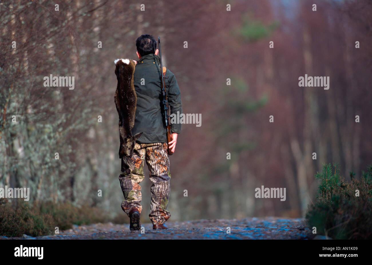 Hunter, avec chevreuils morts marcher le long de piste en forêt, Royaume-Uni, Ecosse, Strathspey Banque D'Images