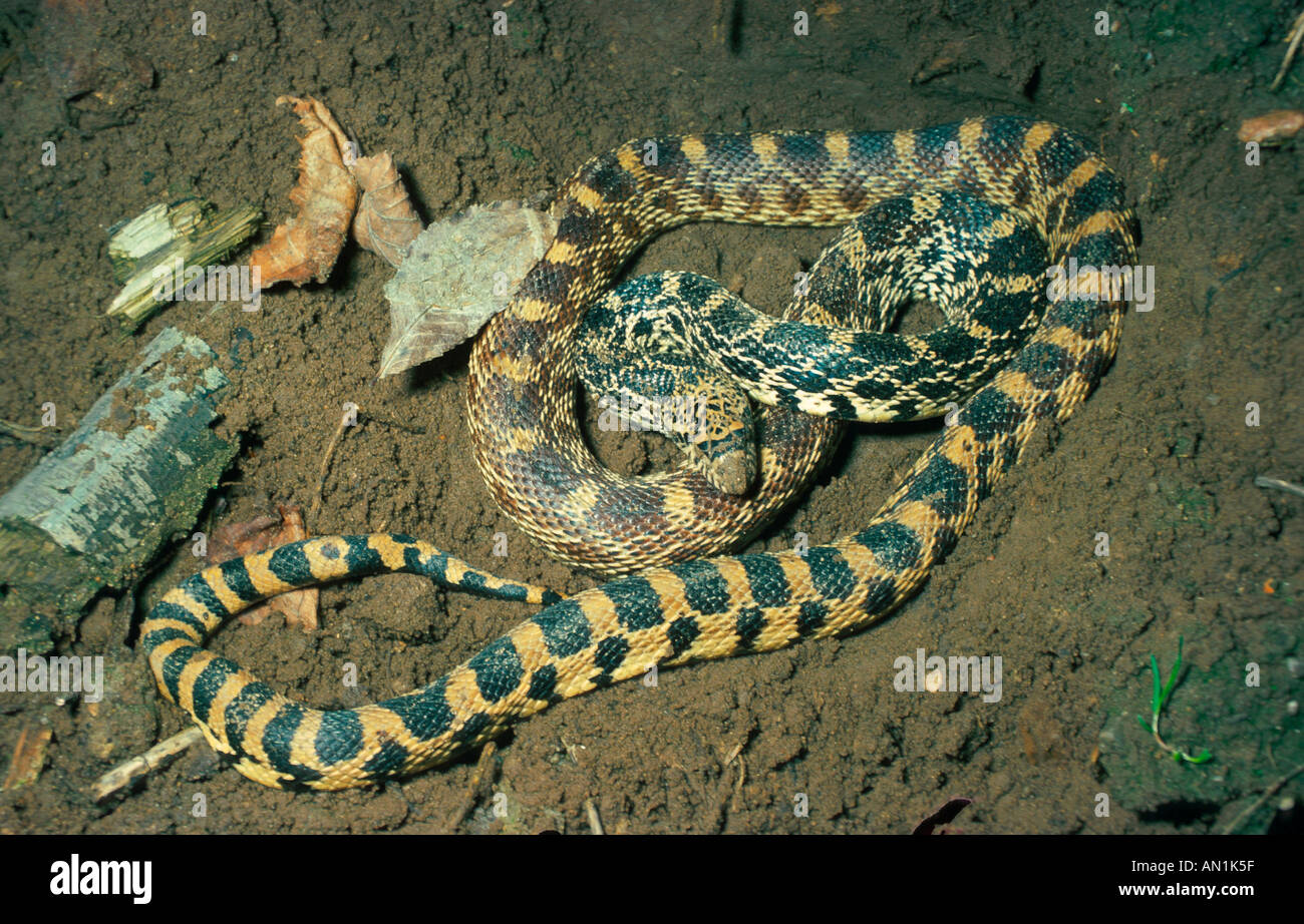 Serpent pin (Pituophis melanoleucus) Banque D'Images