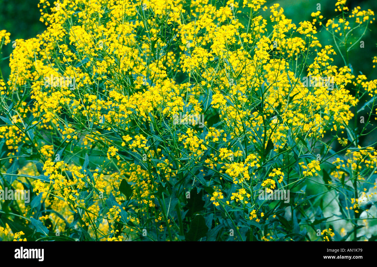 Hill la moutarde, le chou, verruqueuse fusée turc, bain turc (wartycabbage Bunias orientalis), blooming Banque D'Images